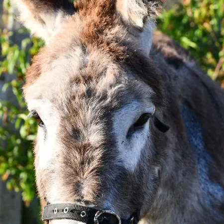 Champetre Avec Animaux, Et Confort En Pleine Nature Bourbonnaise - Fr-1-489-539