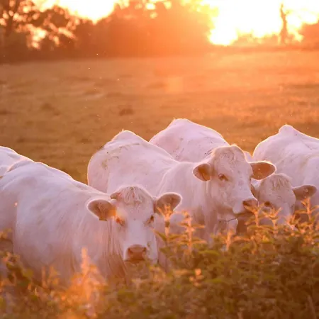 Champetre Avec En Bourbonnais - Fr-1-489-539 * Buxières-les-Mines